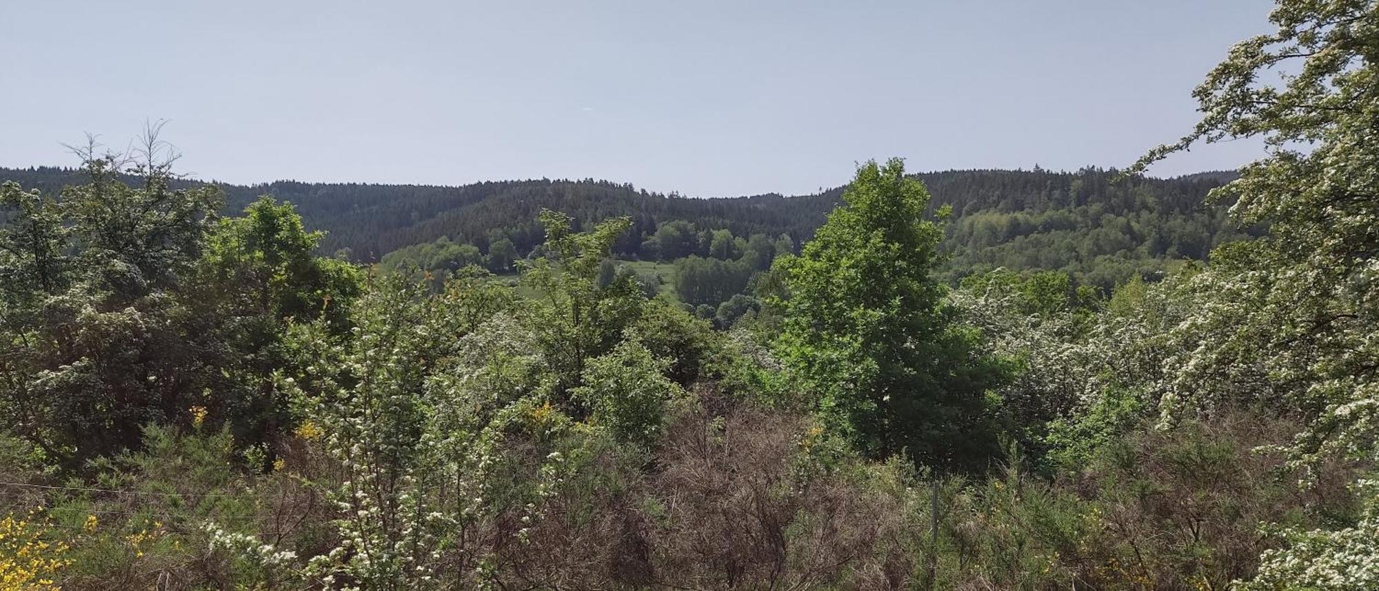 Sessles Waldhaeusschen Dietzhausen Suhl Exterior foto